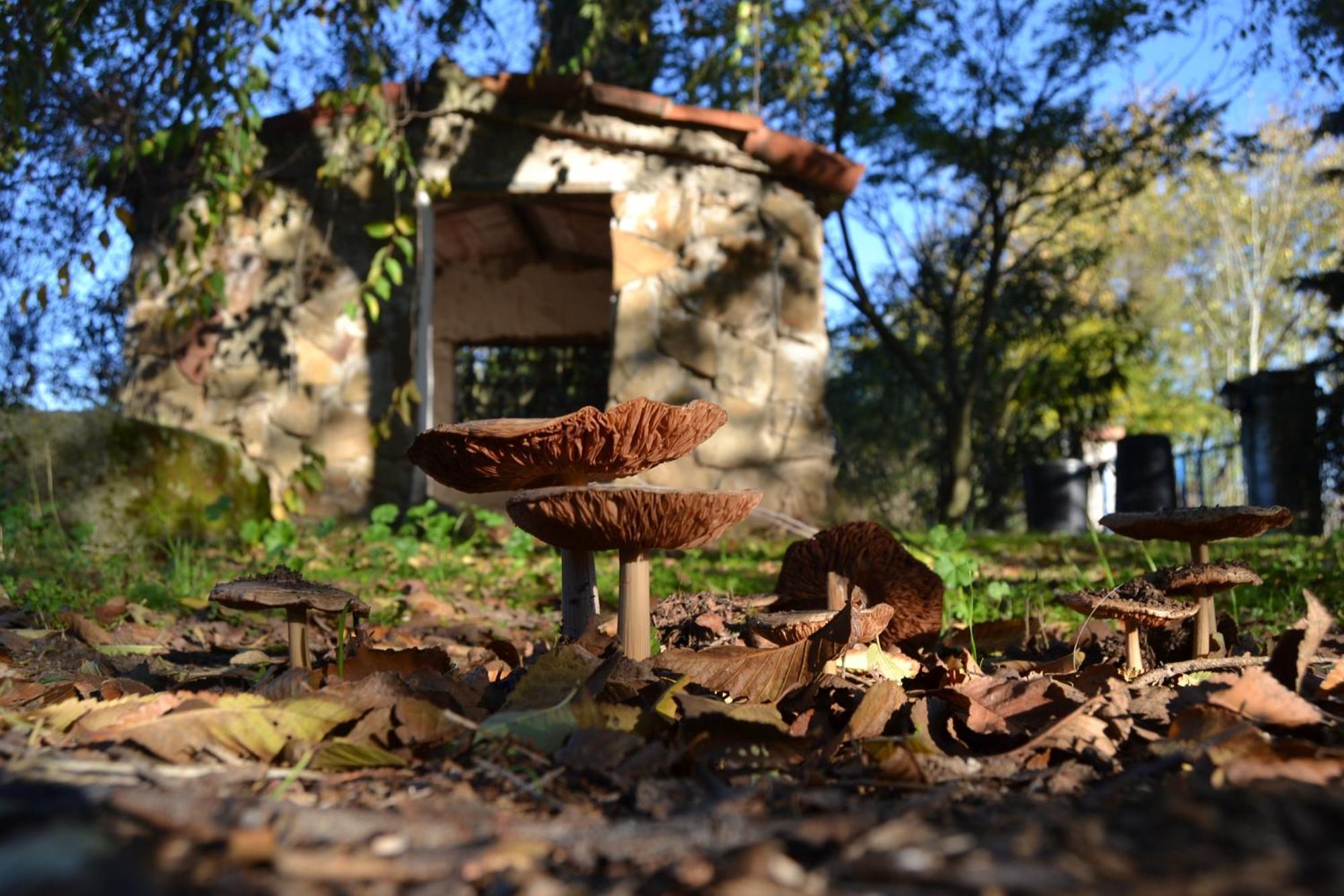 Casa Rural Cortijo Del Zoco Bajo Pozoblanco Luaran gambar