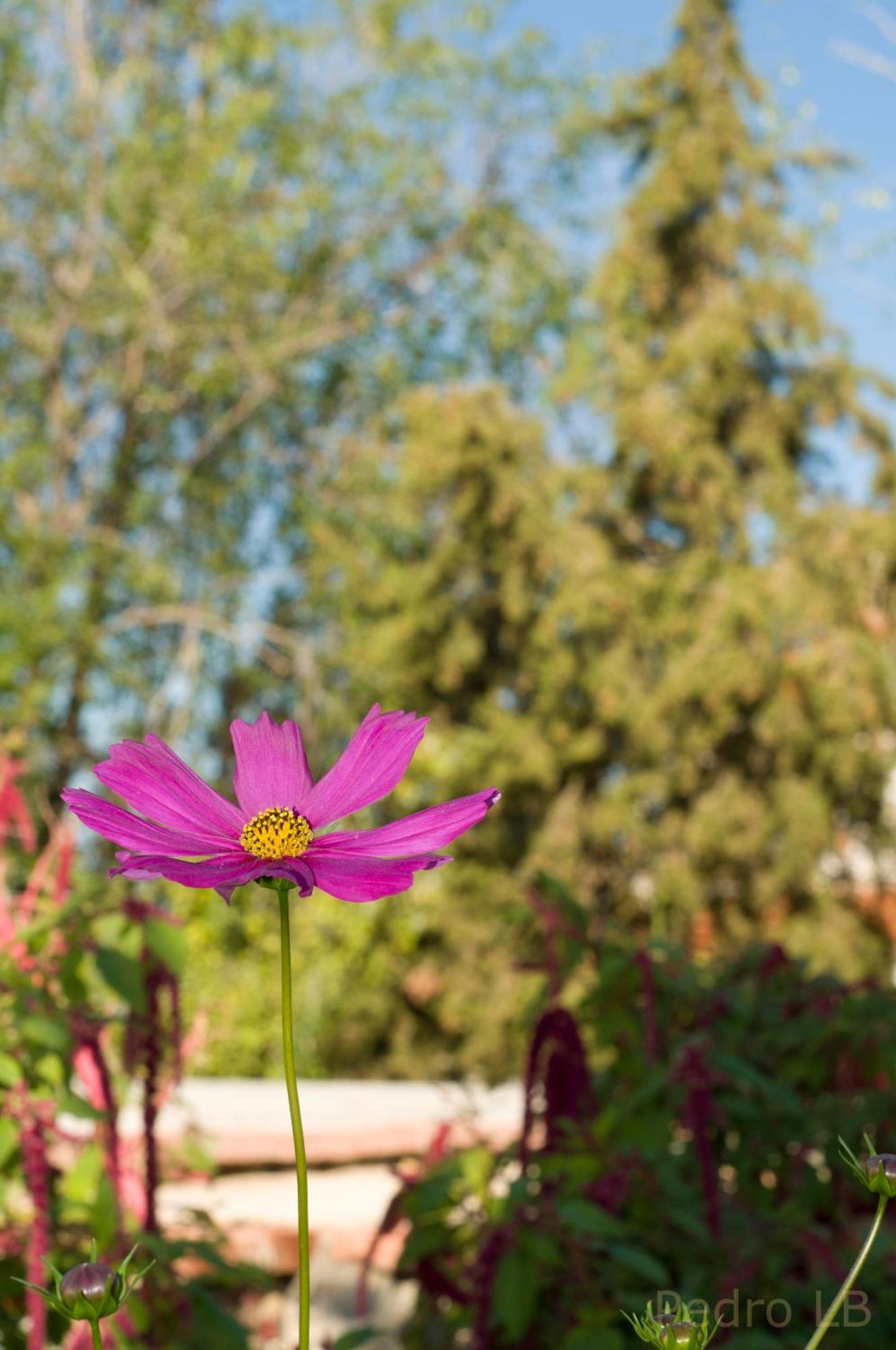 Casa Rural Cortijo Del Zoco Bajo Pozoblanco Luaran gambar